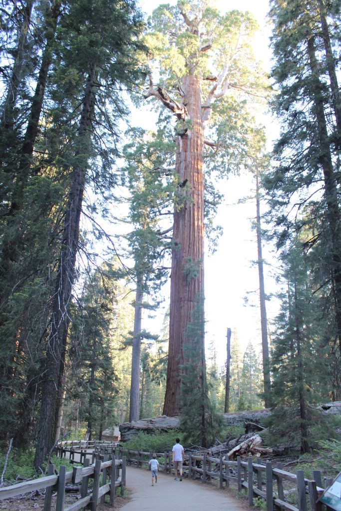Kalifornia, Sequoia National Park